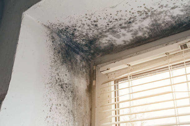 Affordable Mold Cleanup solutions in Saint Benedict, PA